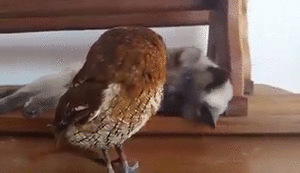 gifs_03