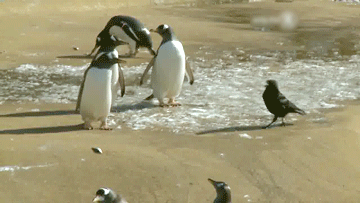 crow_vs_penguin