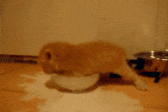 -котейка-живность-молоко-1524184