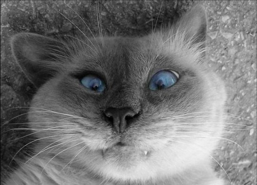 gray_kote
