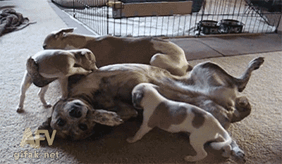 gifs_12