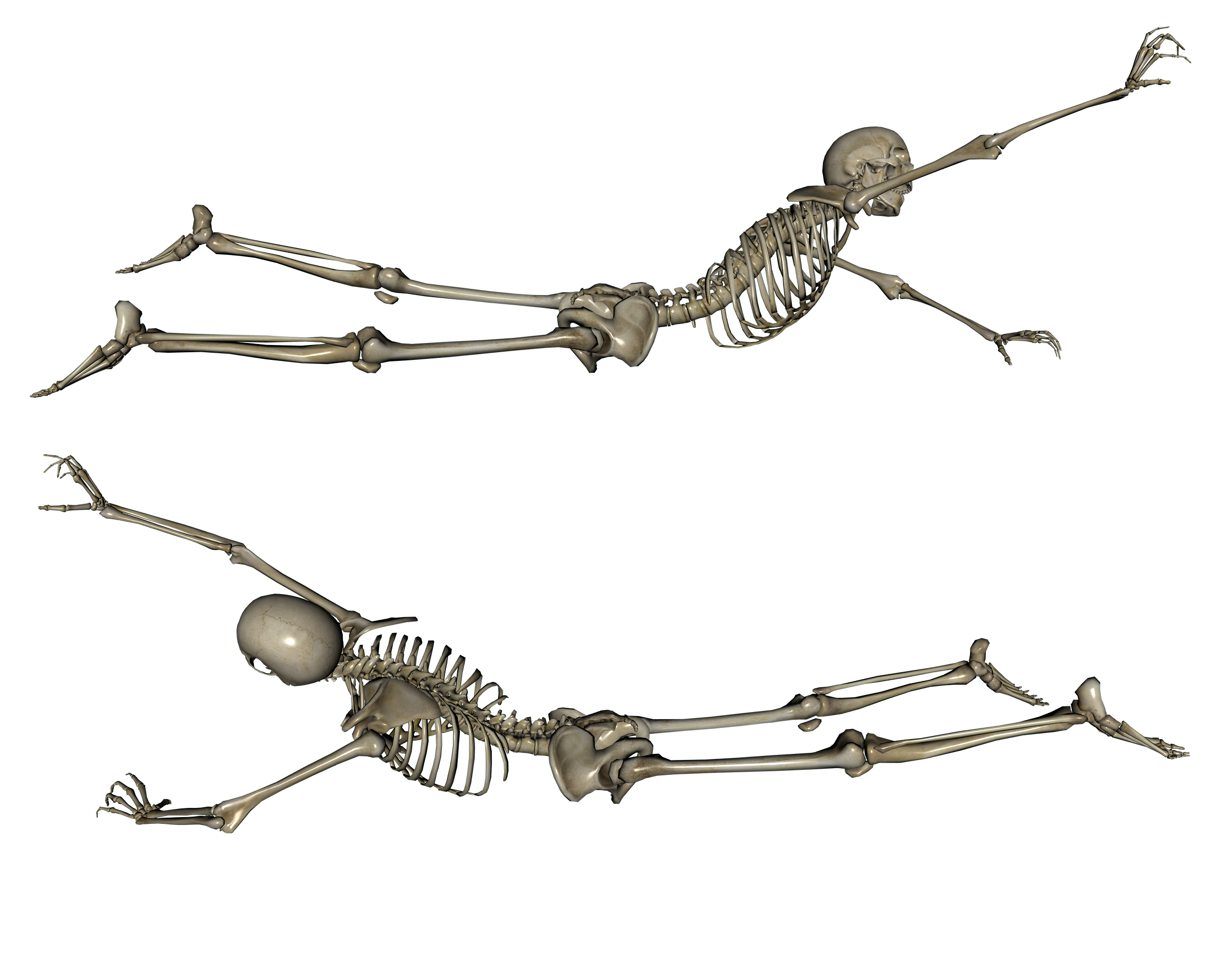 Скелет. Скелет на белом фоне. Скелет человека. Лежачий скелет.