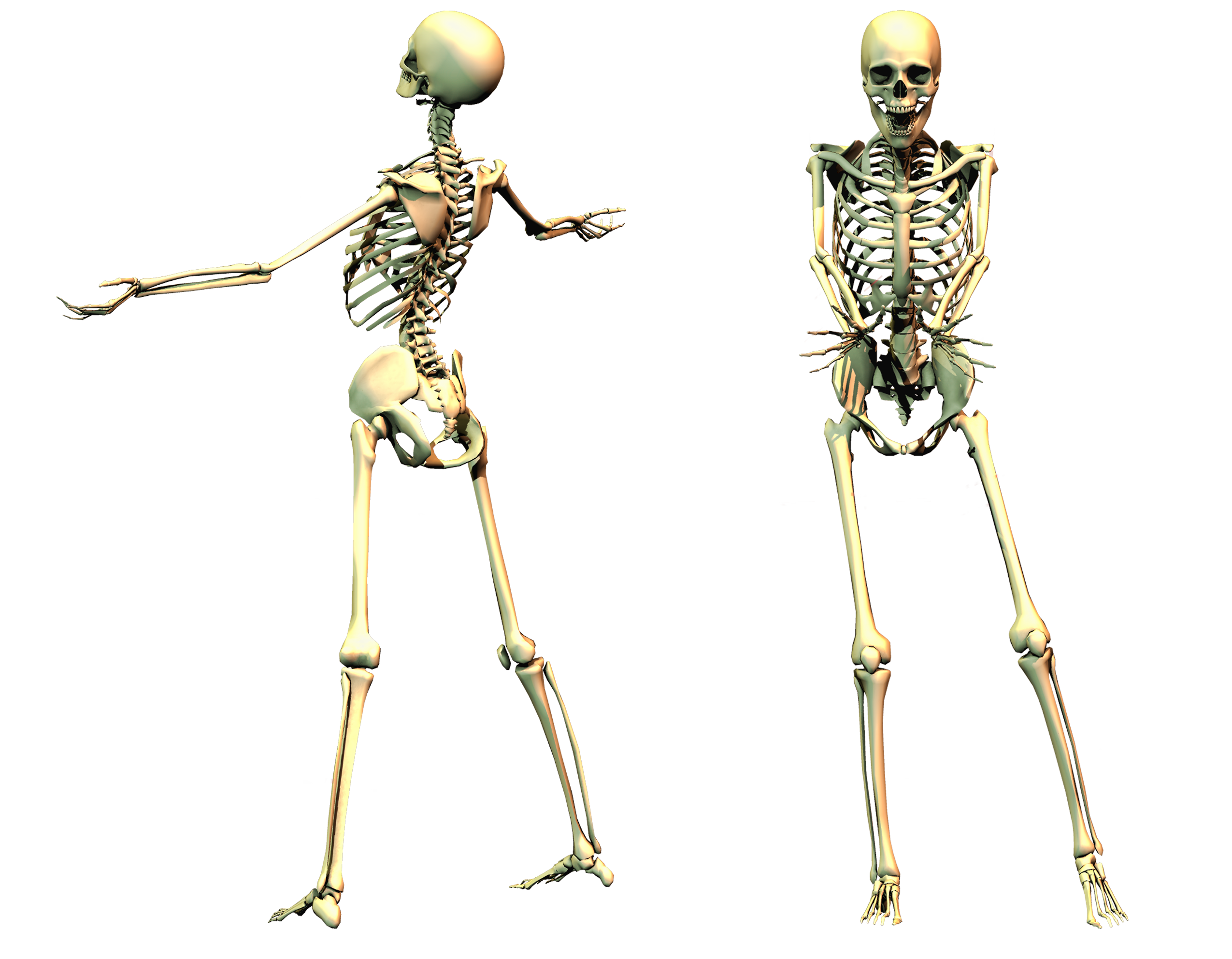 Люди скелеты живые. Скелет. Скелет человека. Скелет во весь рост. Прозрачный скелет.