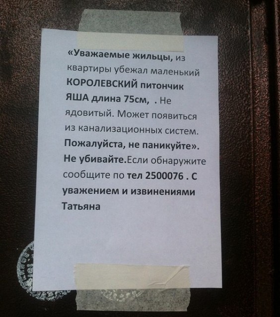 питон