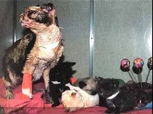 Cat_03
