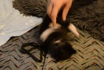 котик обороняется