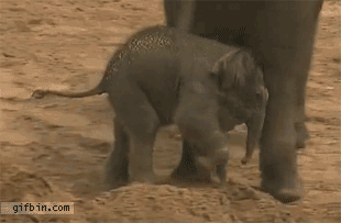 1288006310_mali-the-baby-elephant