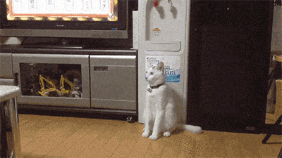 gifs_23