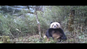 pandamasturbating4