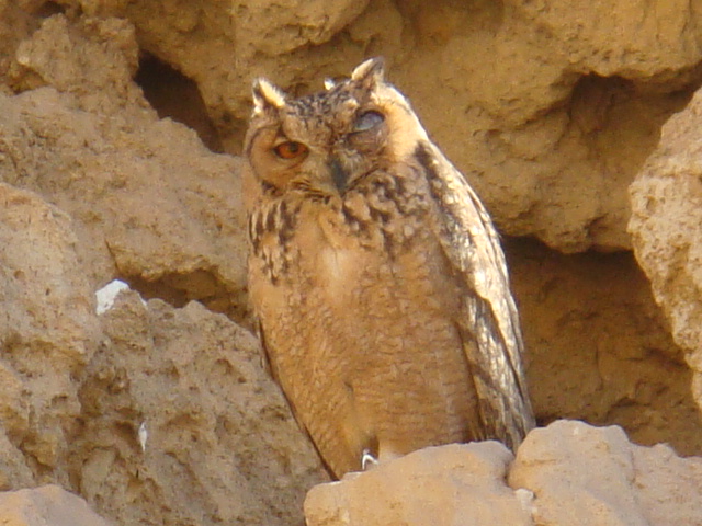 1 bubo (3) hadaba hurghada