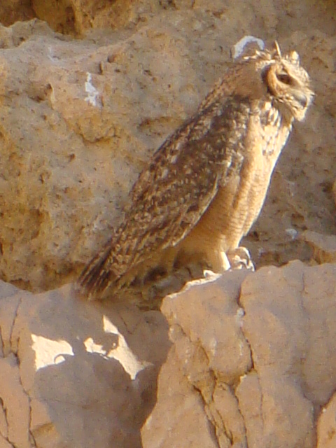 1 bubo (9) hadaba