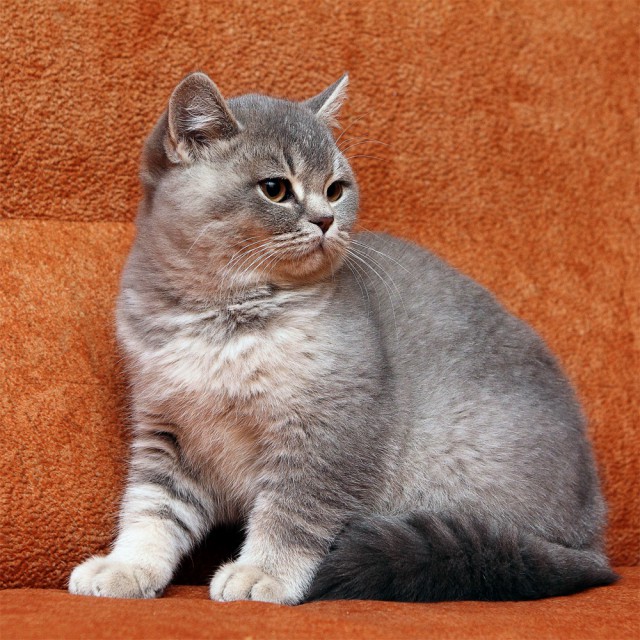 Продажа британских котят.