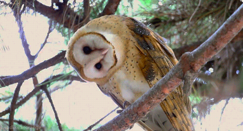 gifs_14