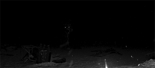 wolfs