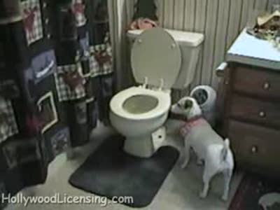 Пёс и туалет