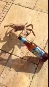 Alcoholic Crab Snags A Man's Beer