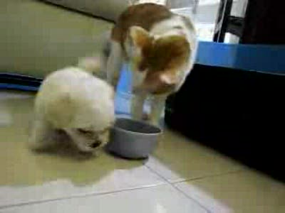 щенок и кошка