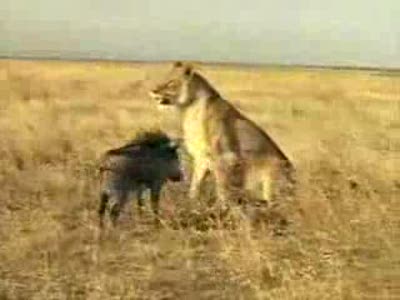 Боевой свин против льва