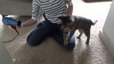 Oskar the Blind Kitten Versus Hair Dryer - Epic Cat Battle