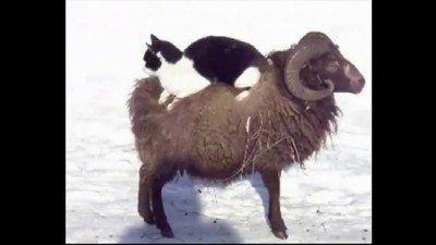 Cat on Sheep FUNNY