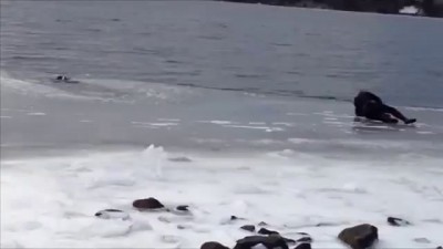 Бесстрашный норвежец вытащил из ледяной воды утопающего пса