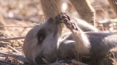 Magic meerkat moments - Planet Earth Live - BBC One