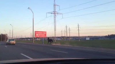 Конь прет по МКАД Минск