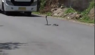 Мангуст vs кобра