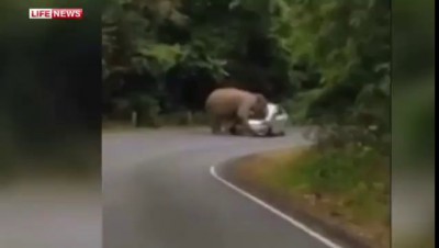 Разъяренный слон растоптал автомобиль с туристами