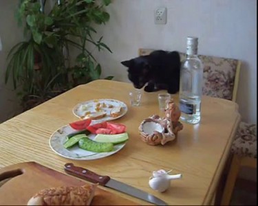 Кошик - алкошик / Cat - an alcoholic