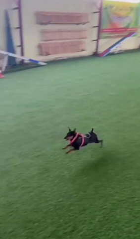 Собакосодержащий продукт