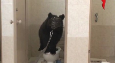 медведь в туалете
