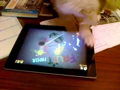 Cat Plays Fruit Ninja on iPad