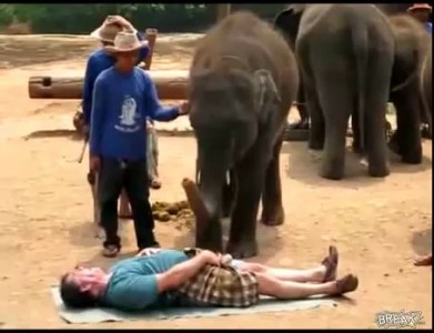 Слон - массажист