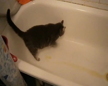 Кот царапает ванну