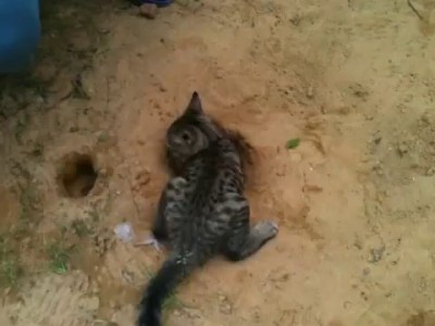 Sand cat - котенок песчанка