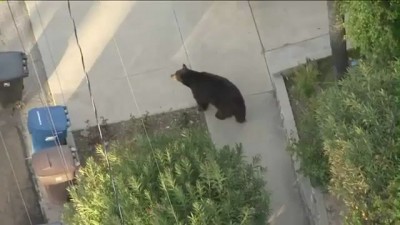 Медведь на улице