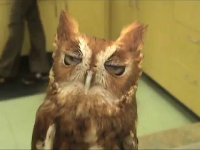 Screech Owl Chattering - Скрипящая сова