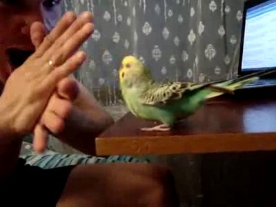 Зачарованный попугай Кежман