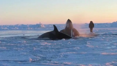 Killer Whales near Inukjuak, Quebec