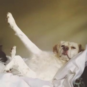 Кто лучшая собака в мире?