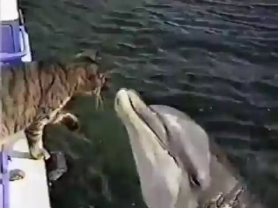 котик и дельфин