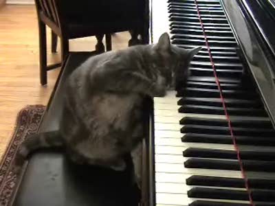 Киса-пианистка