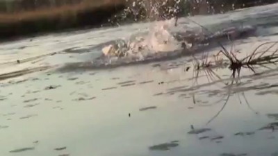 Бегемот атакует лодку с туристами Hippo attacks the boat with tourists