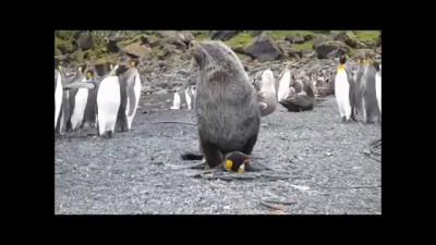 Морские котики и пингвины