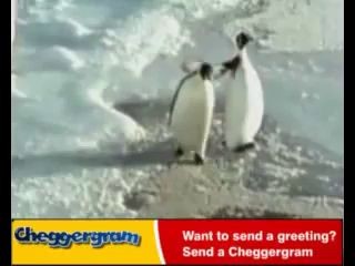 Пингвин получил подзатыльник