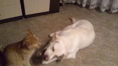 Уроки самбо от кота/cat trains Labrador/空手道课，教猫