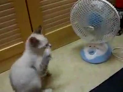 Кот и вентелятор