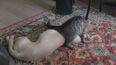 Наглый кот против ленивой собаки
