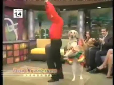 Dog dancing merengue